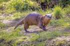 USA-Arizona-Dead Horse State Park. North American river otter close-up. Art Print